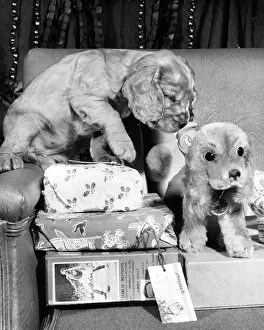 Parcels: Susi - with Christmas presents