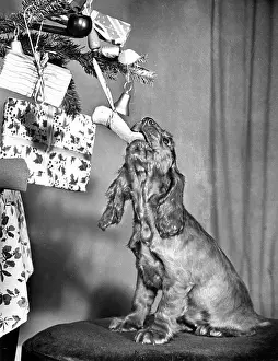 Reaching: Susi - with Christmas tree