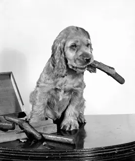Cigars: Susi - with a cigar box