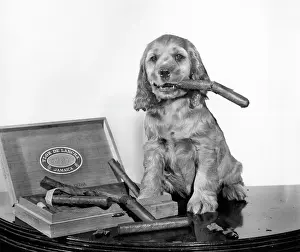 Cigars: Susi - with a cigar box