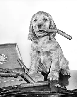 Cigars: Susi - with a cigar box