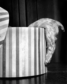 Hatbox: Susi - climbing into a hatbox