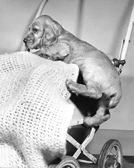 Suzy: Susi - climbing into pushchair