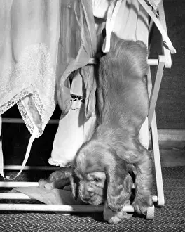 Lacy: Susi - with clothes horse