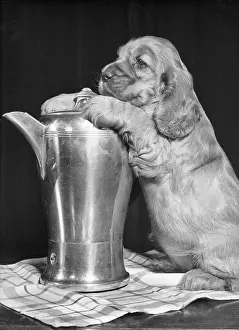 Suzy: Susi - with coffee pot