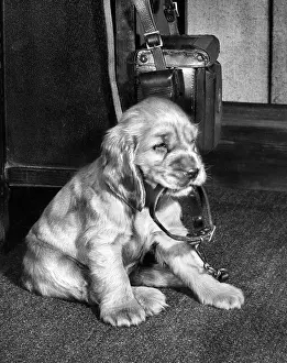Walkies: Susi - with collar and lead