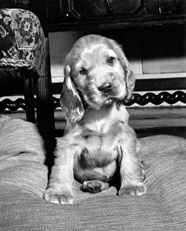 Spaniels: Susi - on a cushion