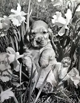 Daffodils: Susi - with daffodils in the garden