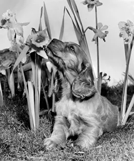 Daffodils: Susi - with daffodils in the garden