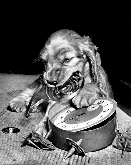Destroy: Susi - demolishing an alarm clock