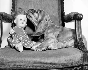Spaniels: Susi - with doll in chair