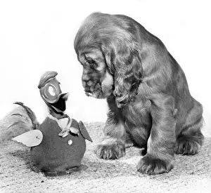 Ducks: Susi - with Donald Duck toy