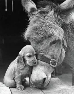 Cuddling: Susi - with donkey
