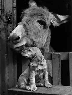 Mule: Susi - with donkey