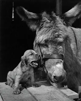 Mule: Susi - with donkey