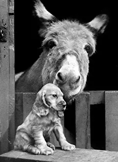 Mule: Susi - with donkey