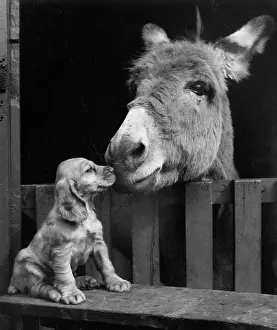 Mule: Susi - with donkey