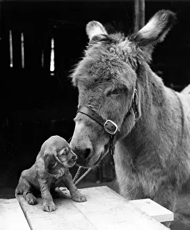 Mule: Susi - with donkey