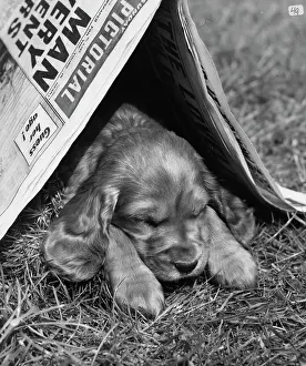 Dozing: Susi - dozing under a newspaper