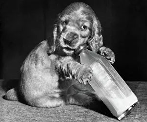 Mischief: Susi - drinking baby's milk