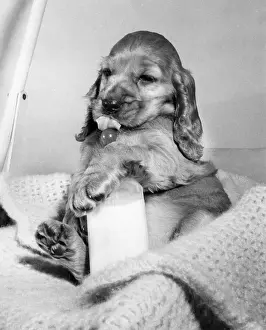 Mischief: Susi - drinking baby's milk