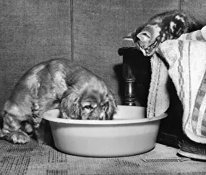 Suzy: Susi - drinking from a basin
