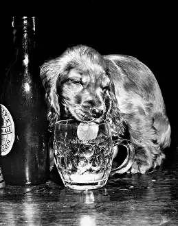 Lick: Susi - drinking beer
