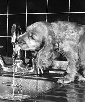 Sink: Susi - drinking from the kitchen tap