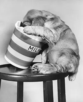 Mischief: Susi - drinking from milk jug
