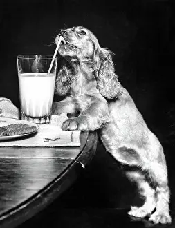 Biscuits: Susi - drinking through a straw