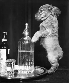 Whisky: Susi - with drinks tray