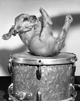Percussion: Susi - on a drum