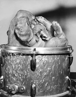 Percussion: Susi - on a drum