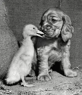 Fluffy: Susi - with duckling