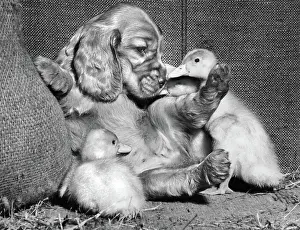 Fluffy: Susi - with two ducklings