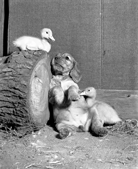 Fluffy: Susi - with ducklings