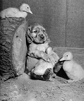 Fluffy: Susi - with ducklings