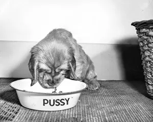 Pussy: Susi - eating from the cat's bowl
