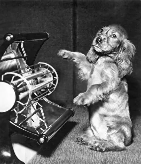 Spaniels: Susi - with electric bar fire