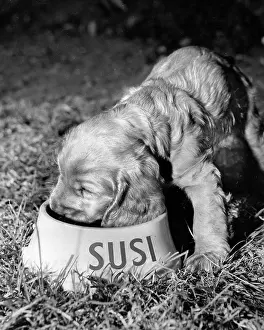 Suzy: Susi - enjoying her dinner