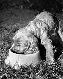 Hungry: Susi - enjoying her dinner