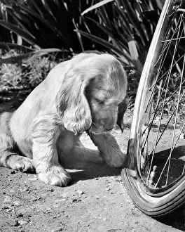 Tyre: Susi - examining a flat tyre