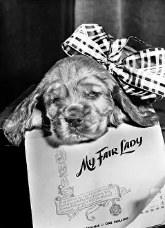 Shilling: Susi - My Fair Lady