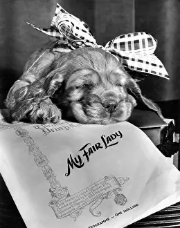 Shilling: Susi - My Fair Lady