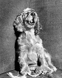 Spaniels: Susi - with feathers
