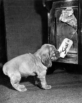 Finding: Susi - finding a bone with her name on it