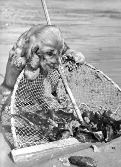 Shellfish: Susi - with fishing net