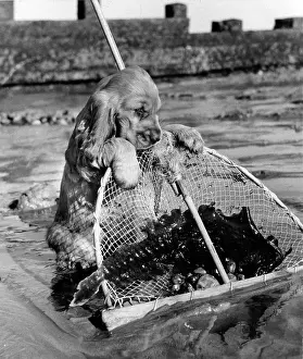 Shellfish: Susi - with fishing net