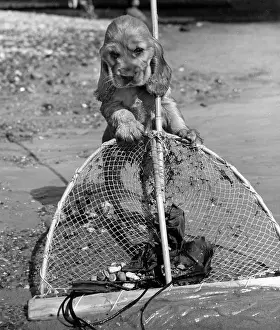 Shellfish: Susi - with fishing net