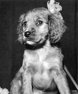 Spaniels: Susi - with a flower behind her ear